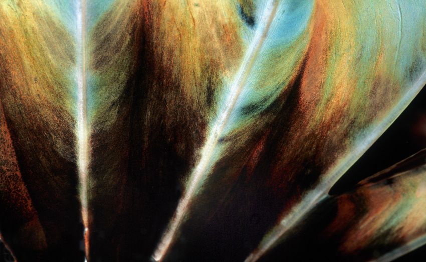 Parrotfish Fin Very Close-Up