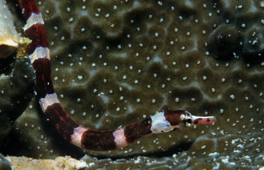 Pipe Fish