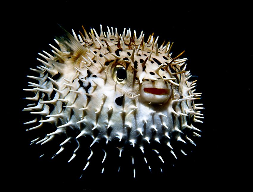 Porcupine Fish