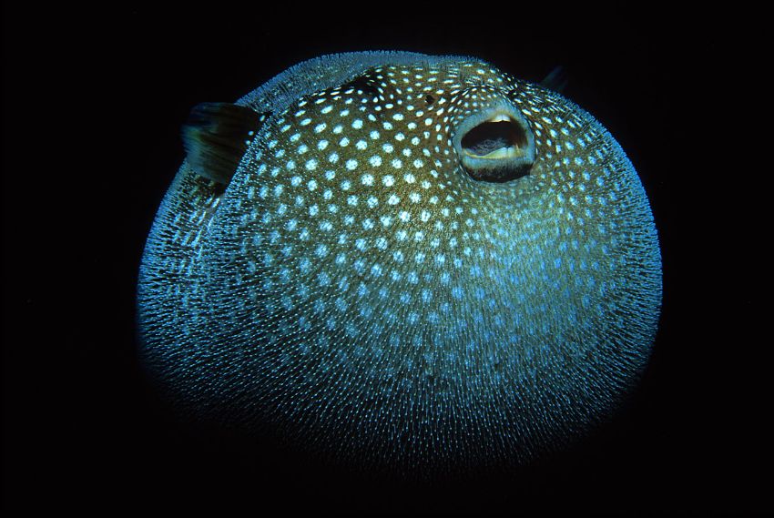 Puffer Fish