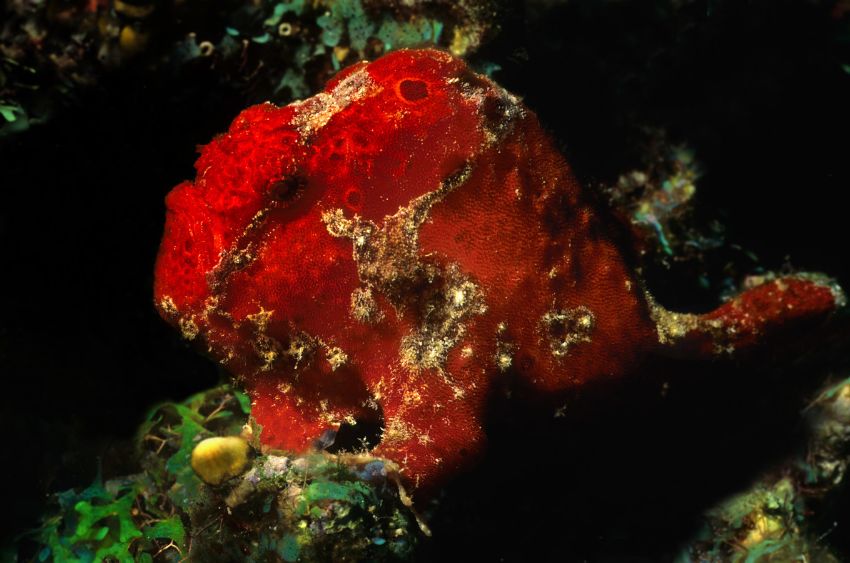 Red Frog Fish