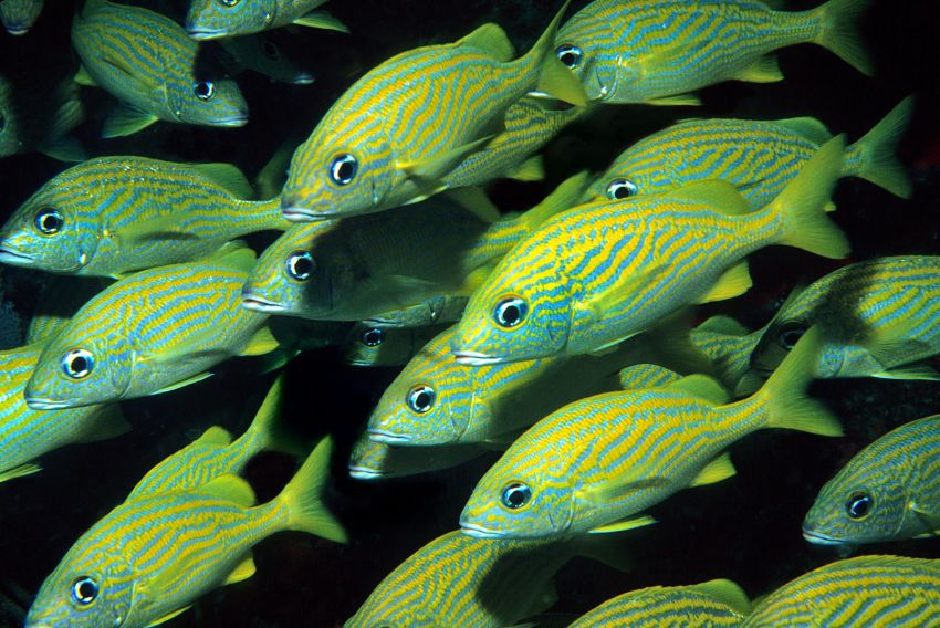 School of Blue Stripped Grunts