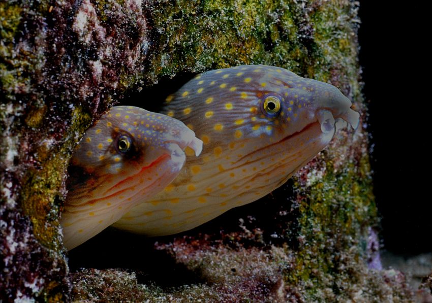 Sharp Tail Eel 3