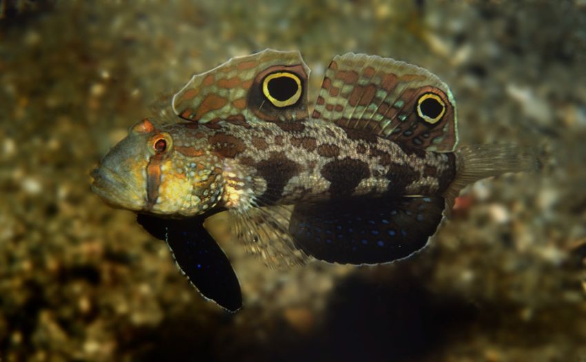 Two Spotted Signal Gobie
