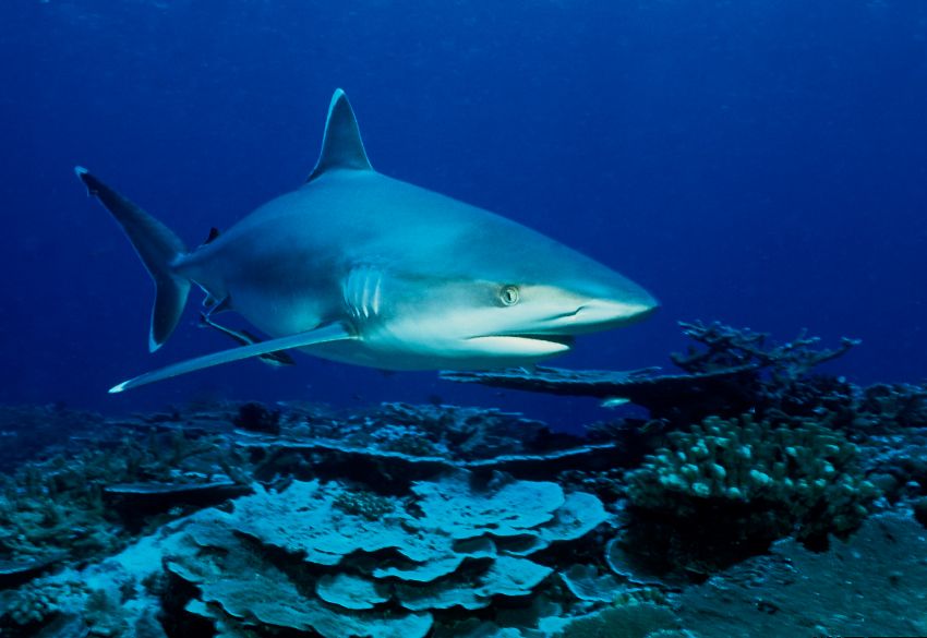 White Tip Shark