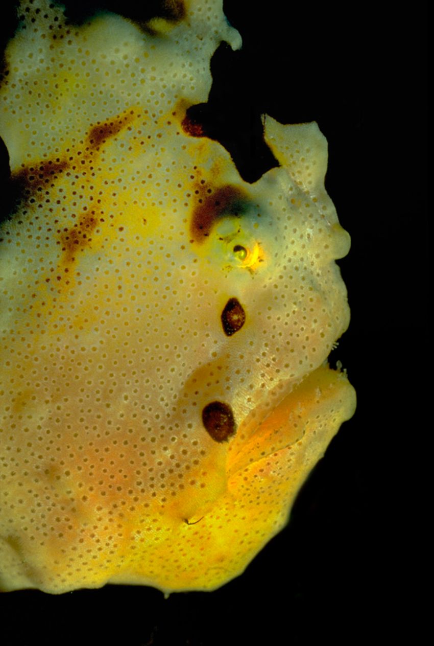 Yellow Frog Fish Face