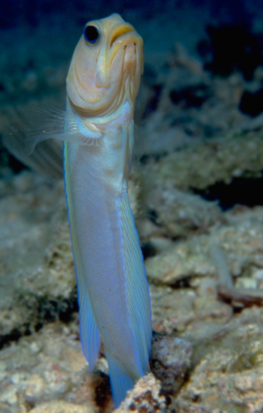 Yellow-Head Jaw Fish
