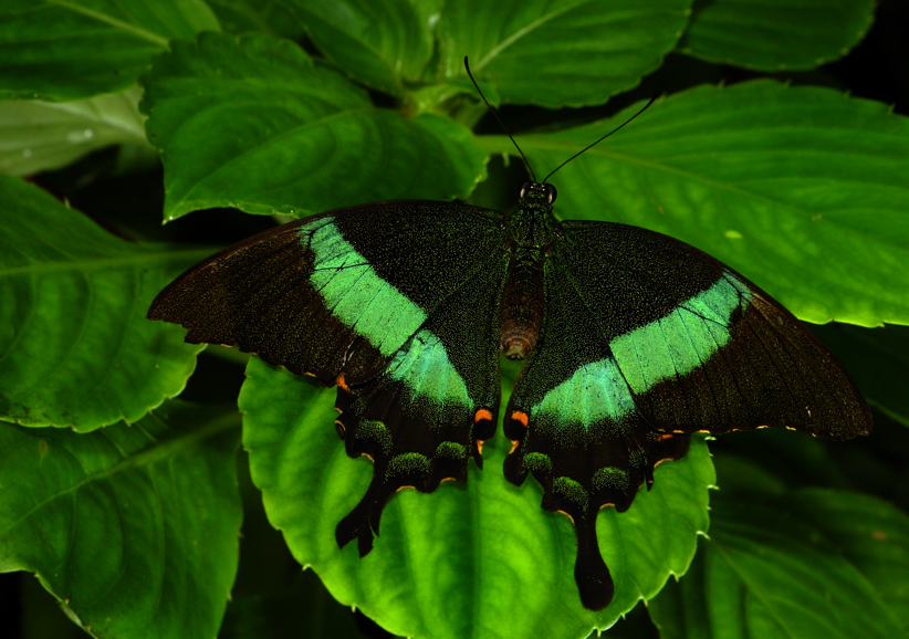 Black and Green Butterfly