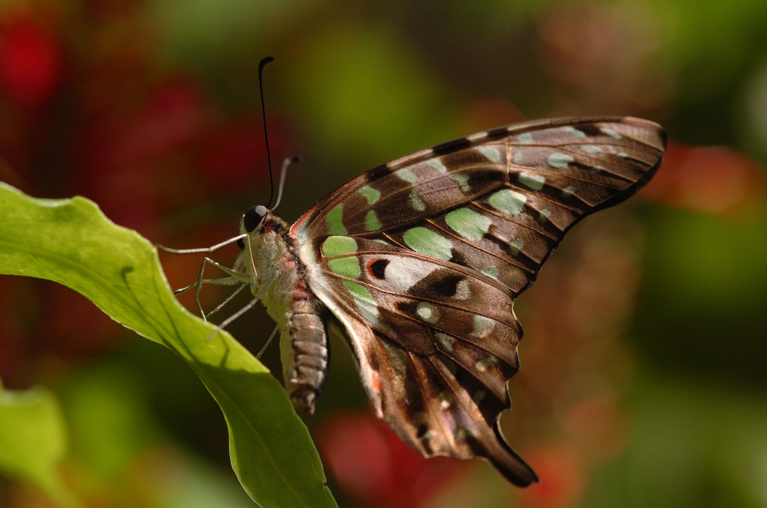 Brown and Green Butterfly