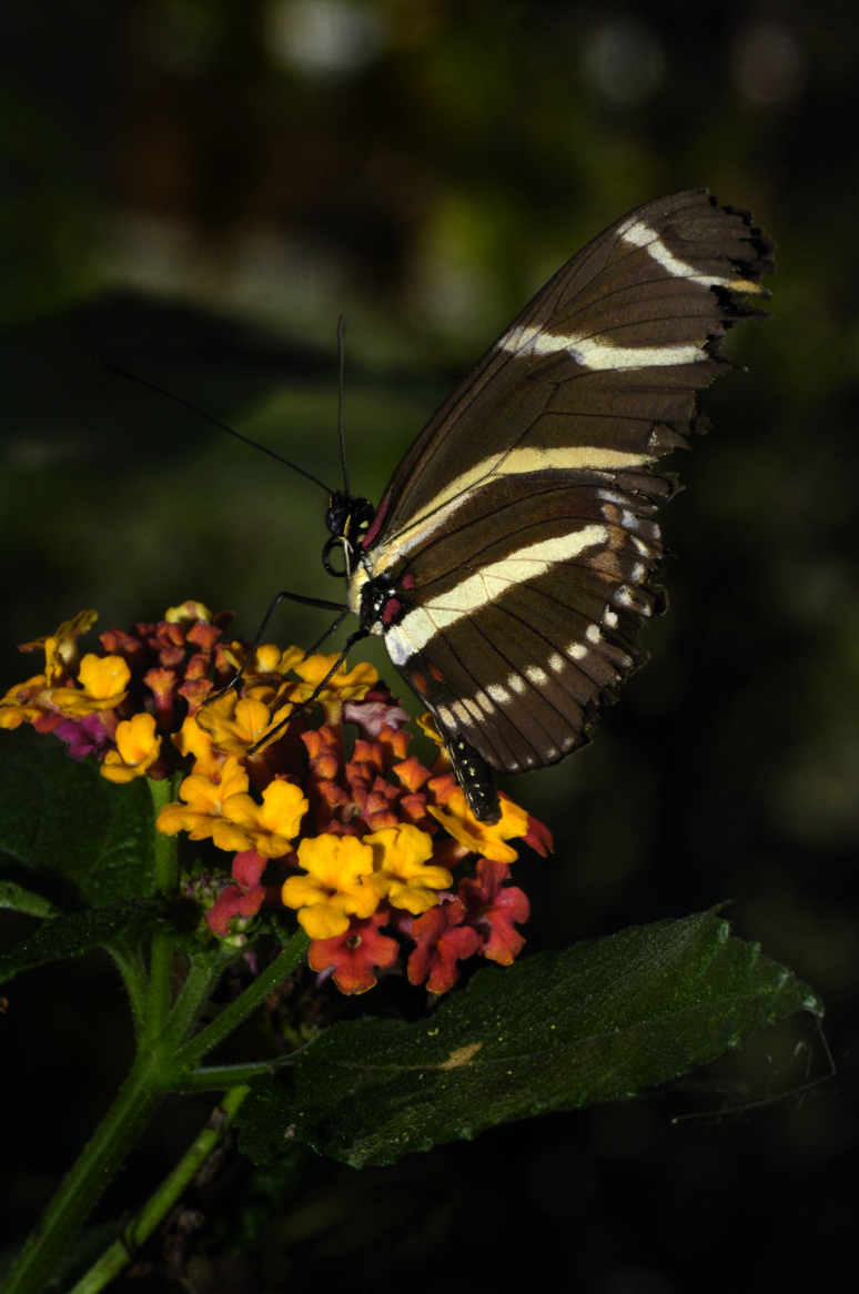 Brown and White Butterfly