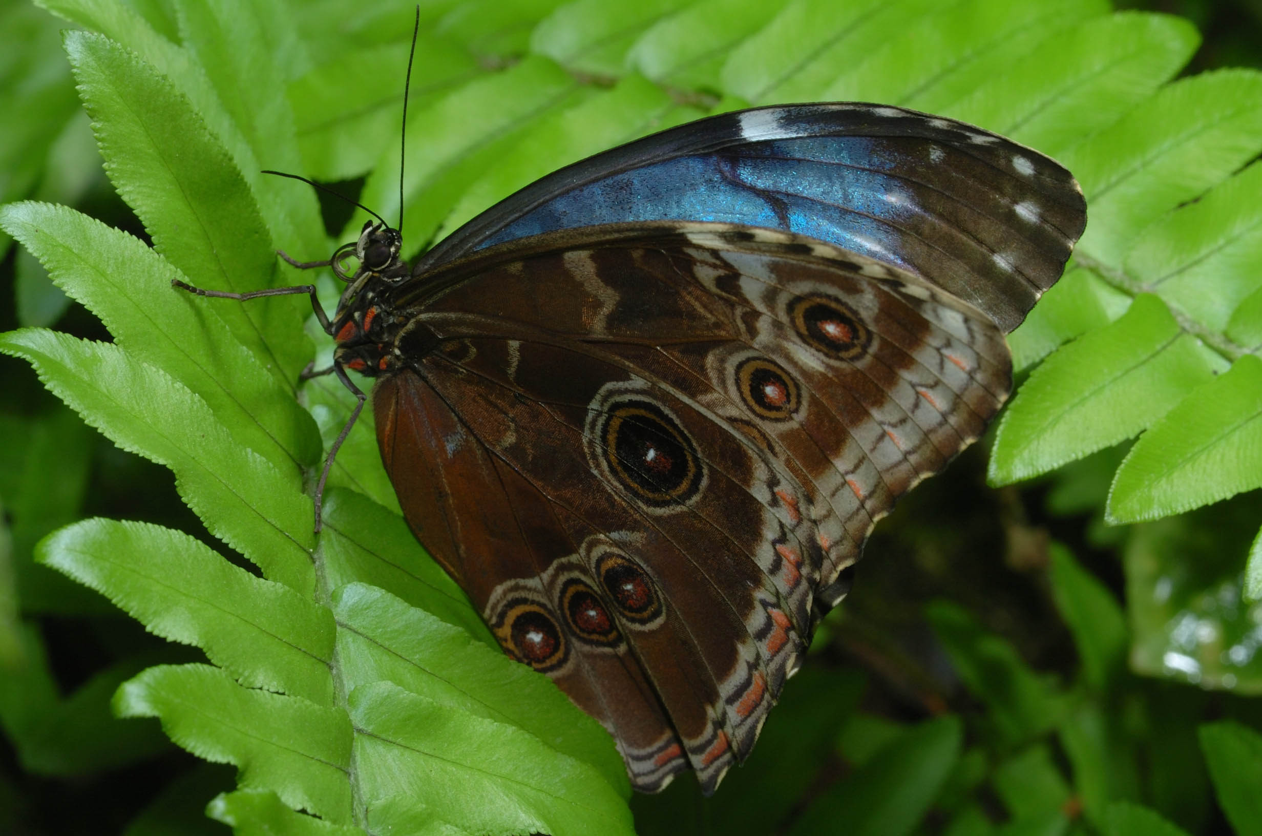 Brwn Butterfly