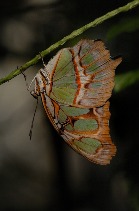 Butterfly on Branch
