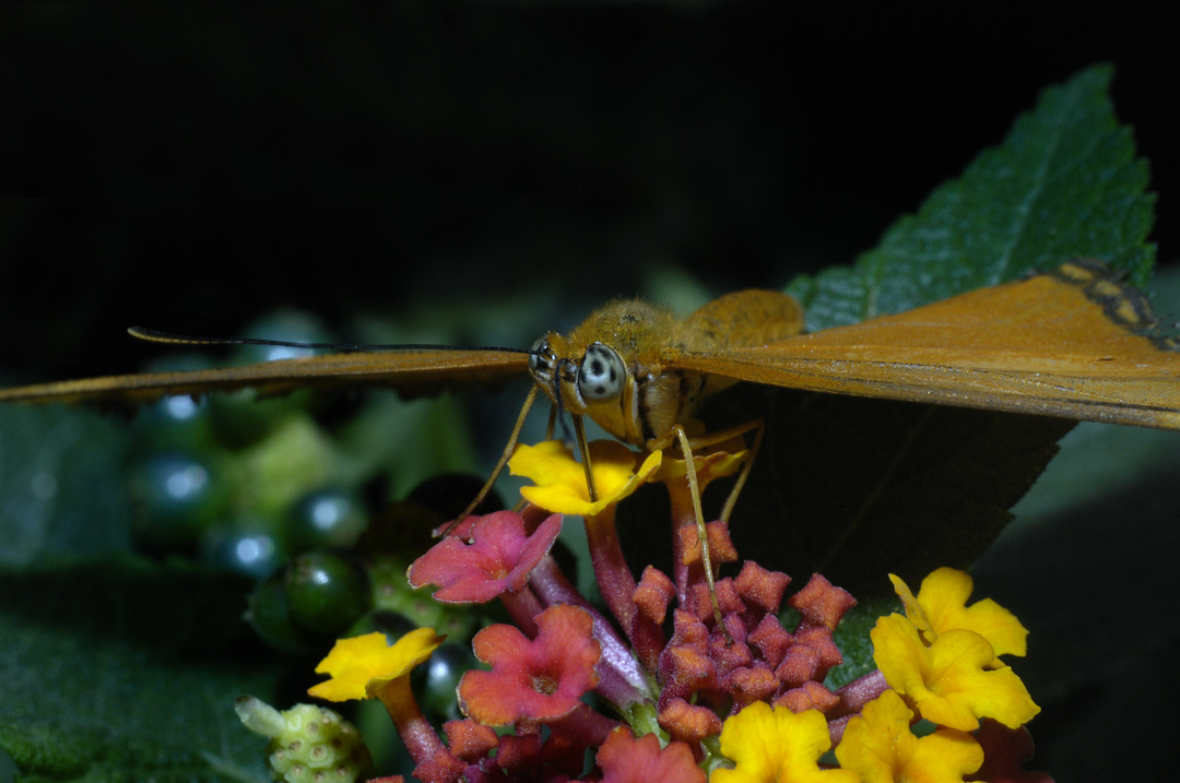 Butterfly on Flower