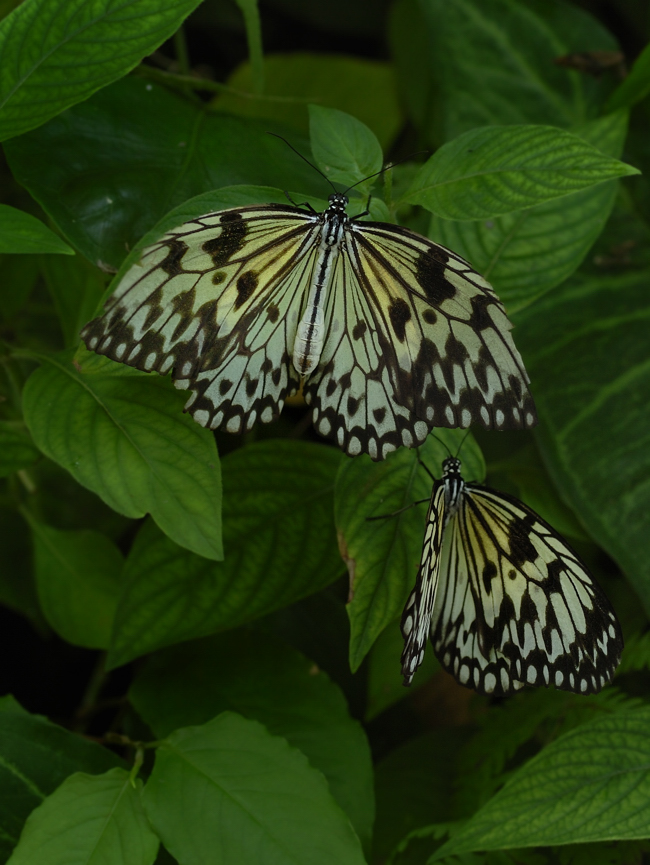 Green and White Butterflies