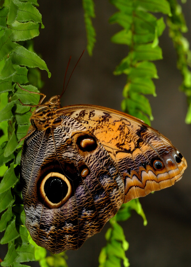 Hanging Brown Butterfly