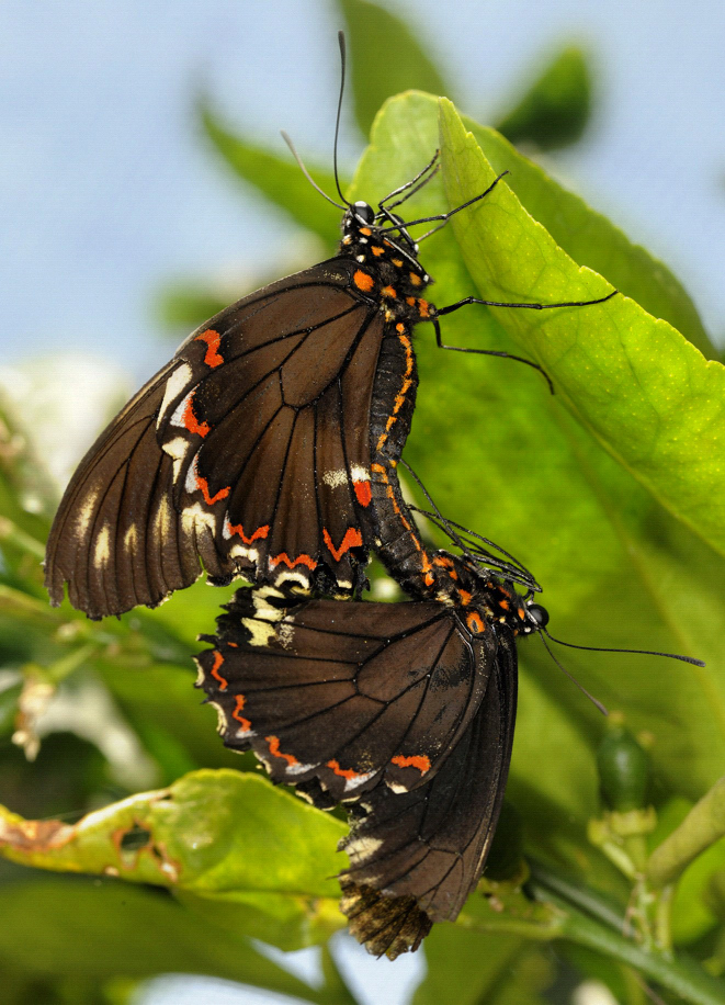 Mating Butterflies