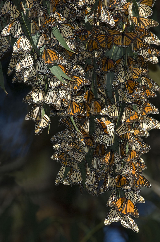 Monarch Butterfly Cluster