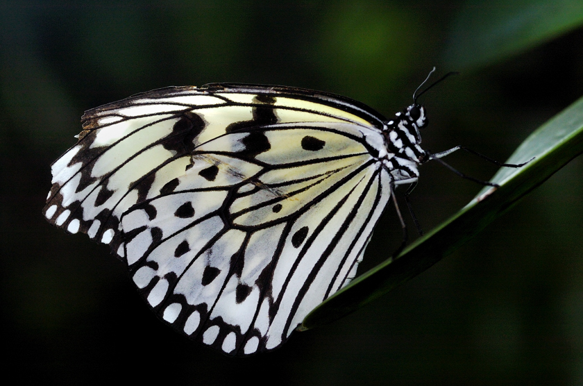 White Butterfly