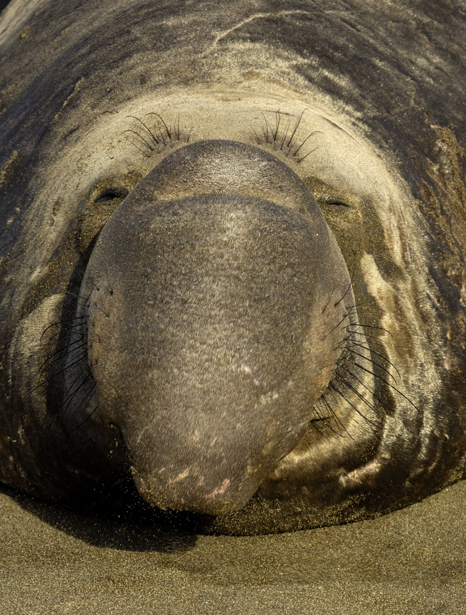 Elephant Seal Face