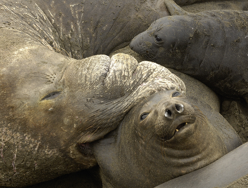 Elephant Seal Family