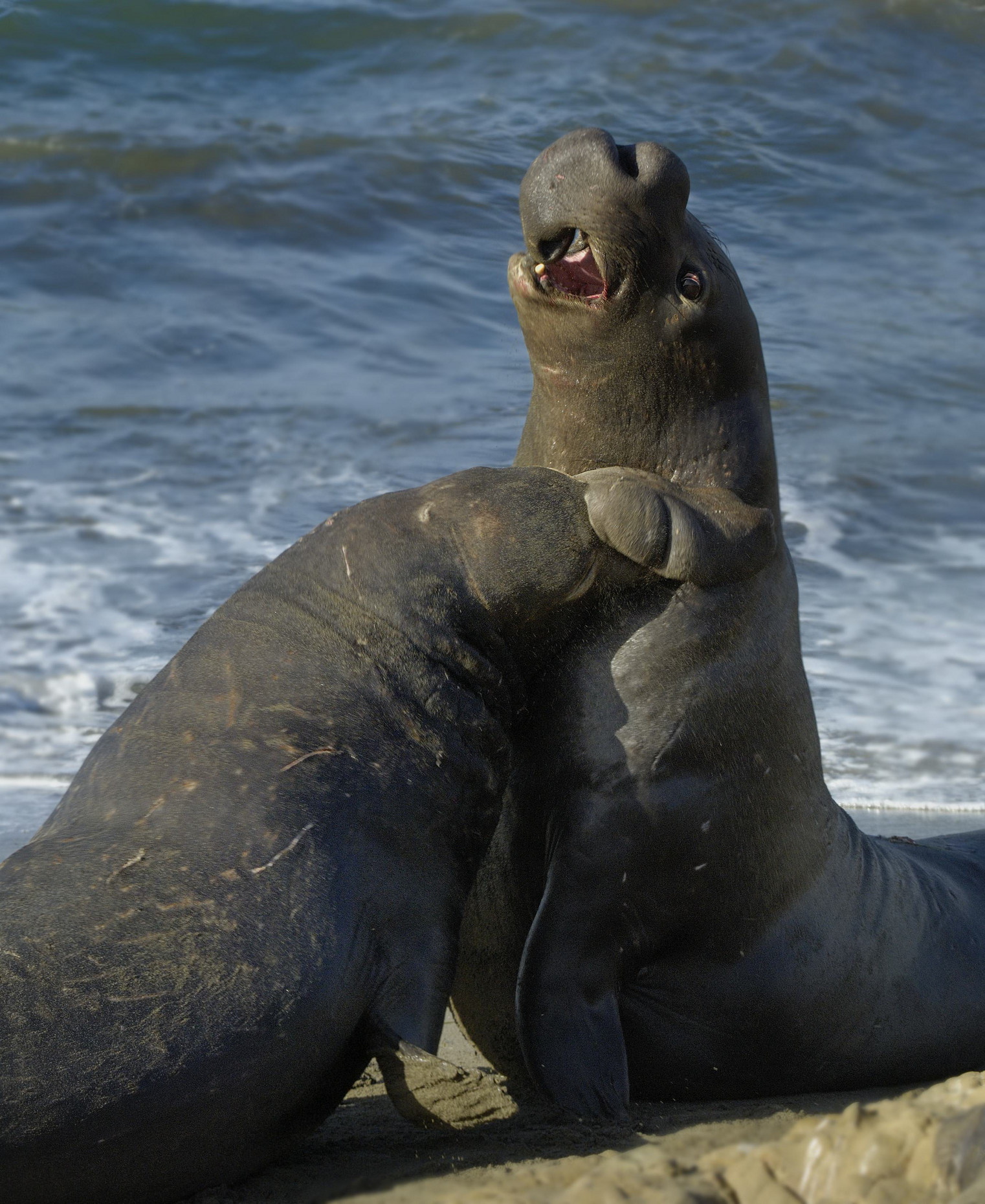 Elephant Seal Fighting 1