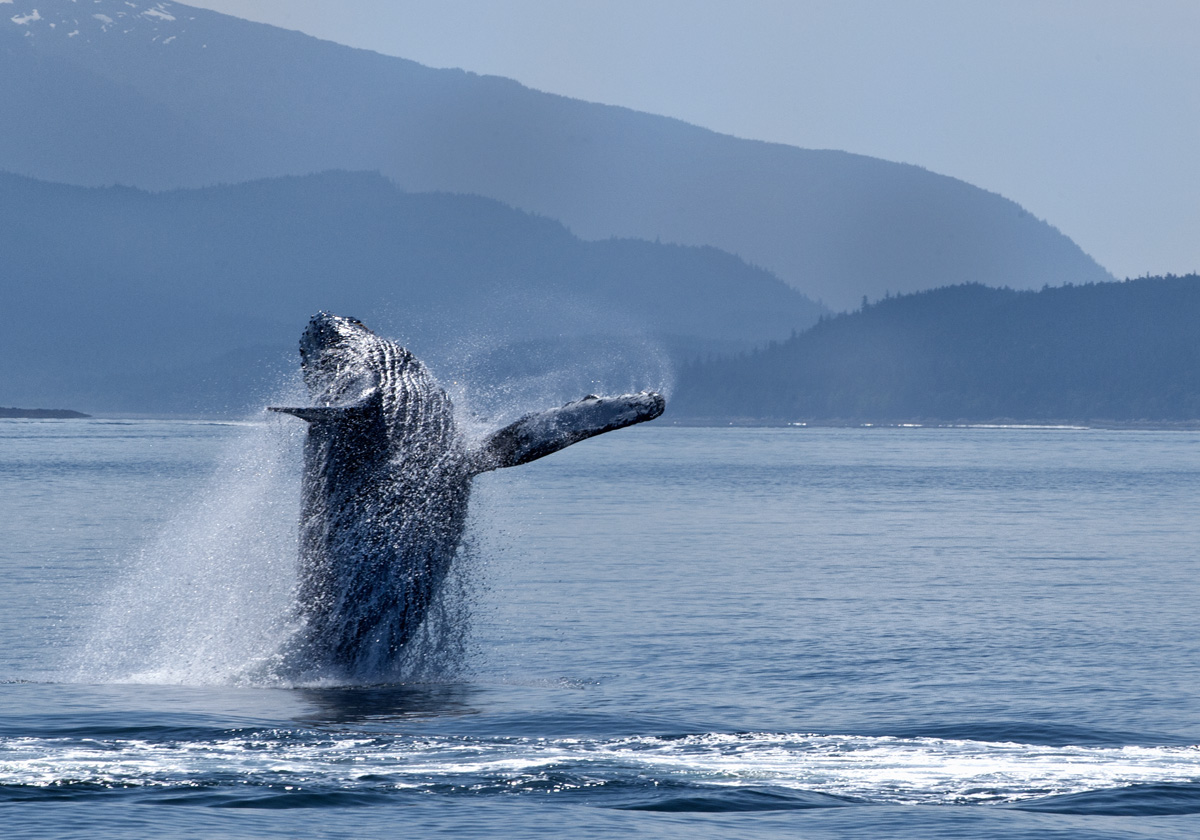 Humback Whale Breaching