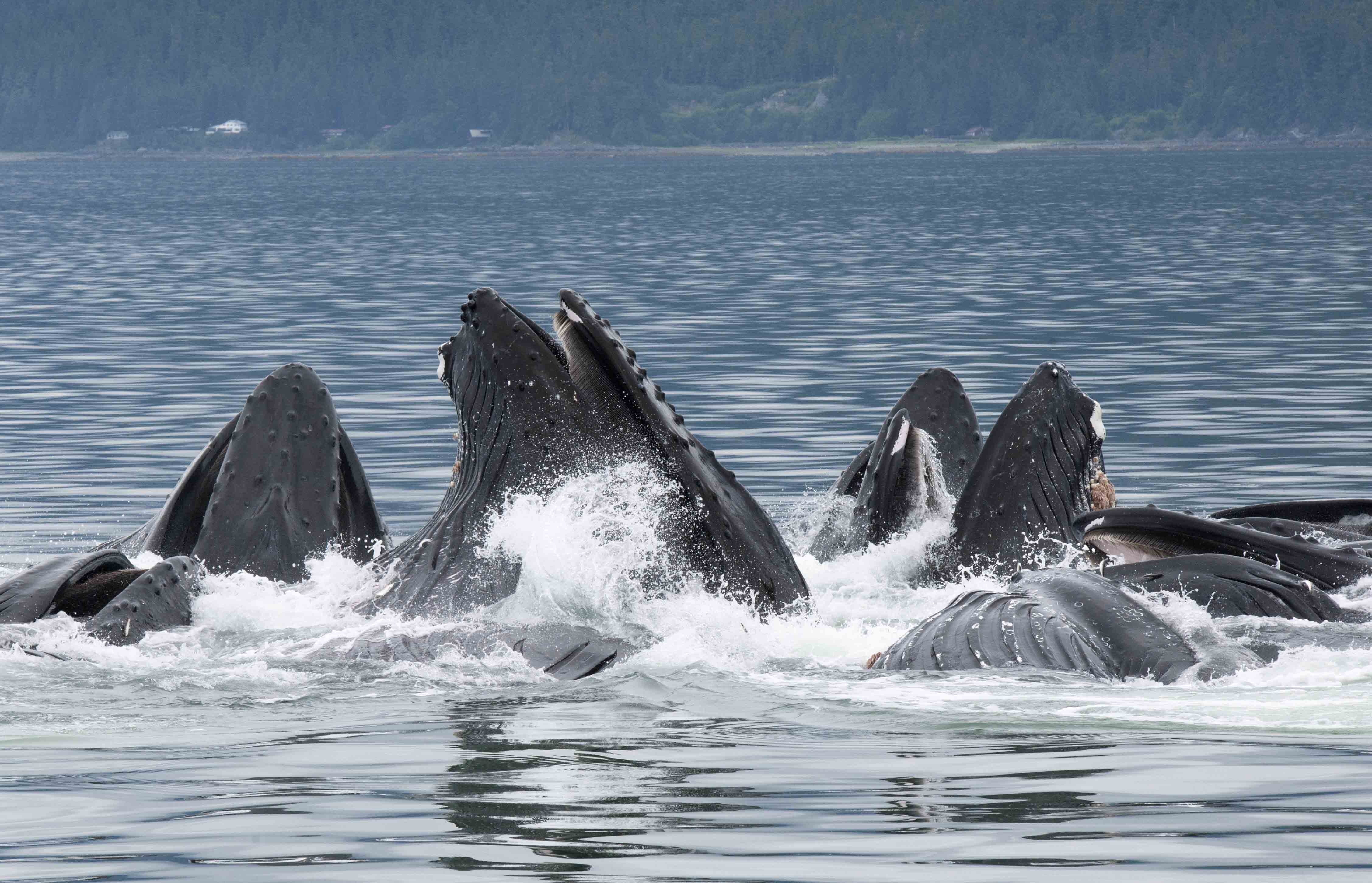 Humpback Whales Bubble Feeding