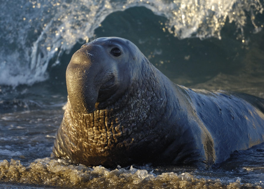 Male Elephant Seal in Surf