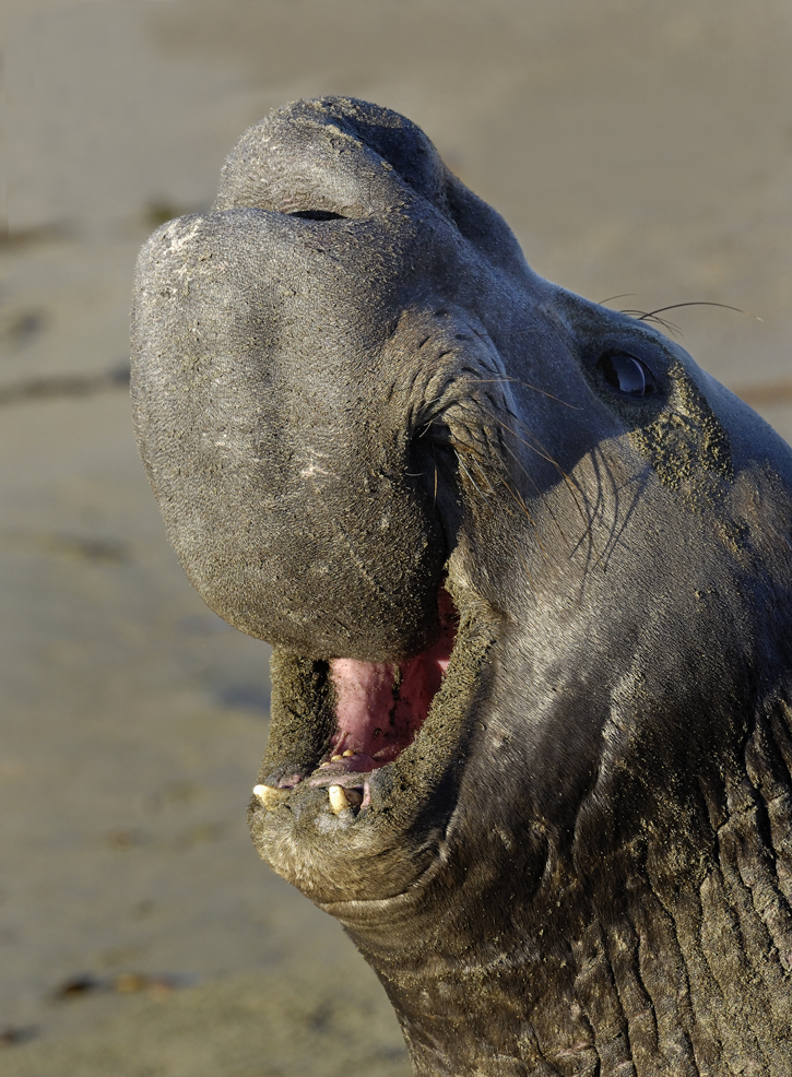 Male Elephant Seal