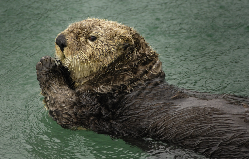 Sea Otter