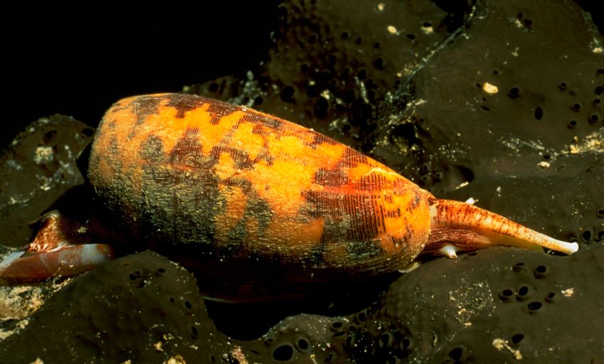 Cone Snail