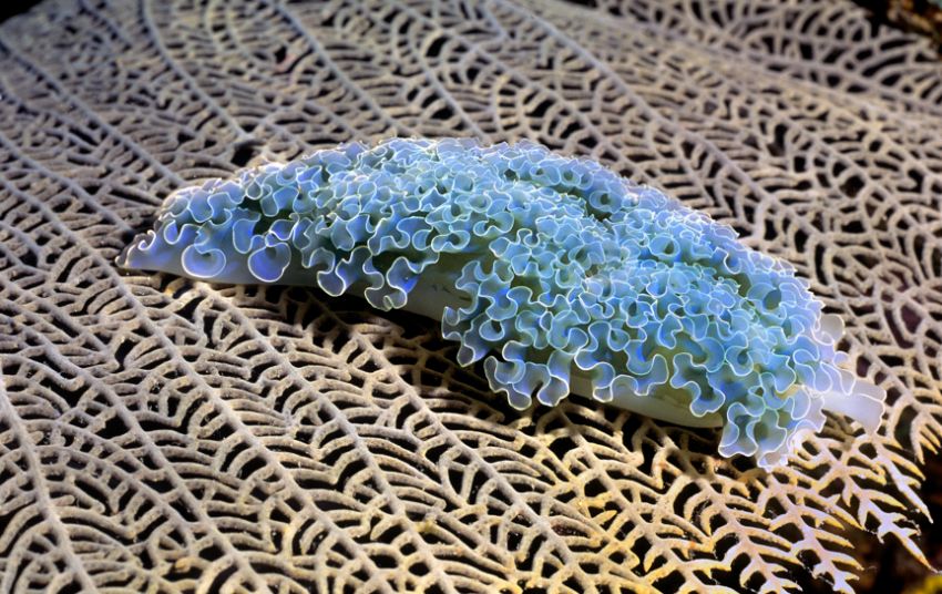 Lettuce Nudibranch