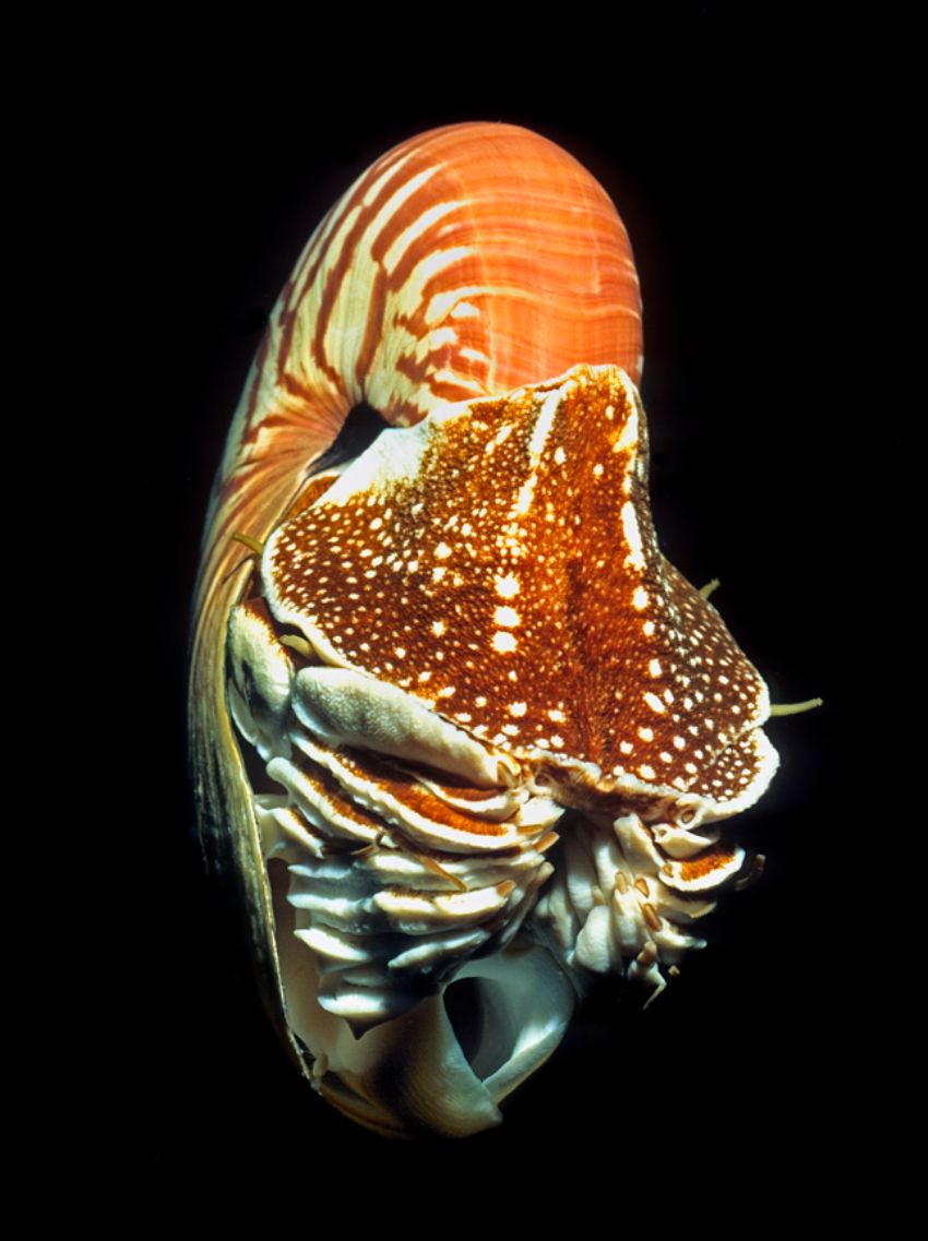 Nautilus Front View
