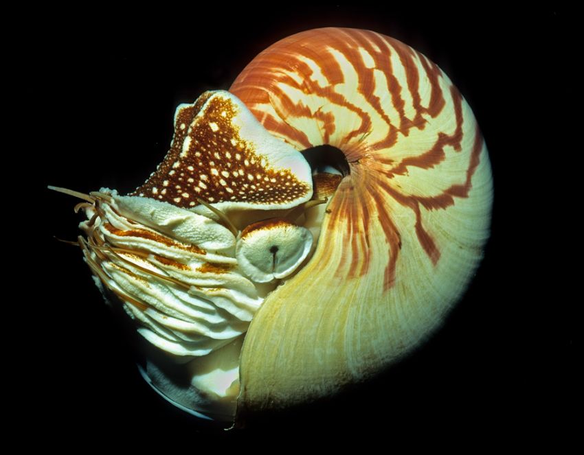 Nautilus Side View