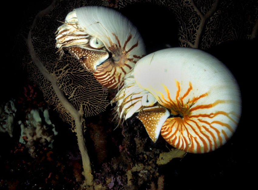 Pair of Natulus