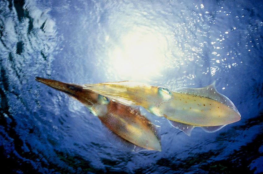 Pair of Squid in Sun