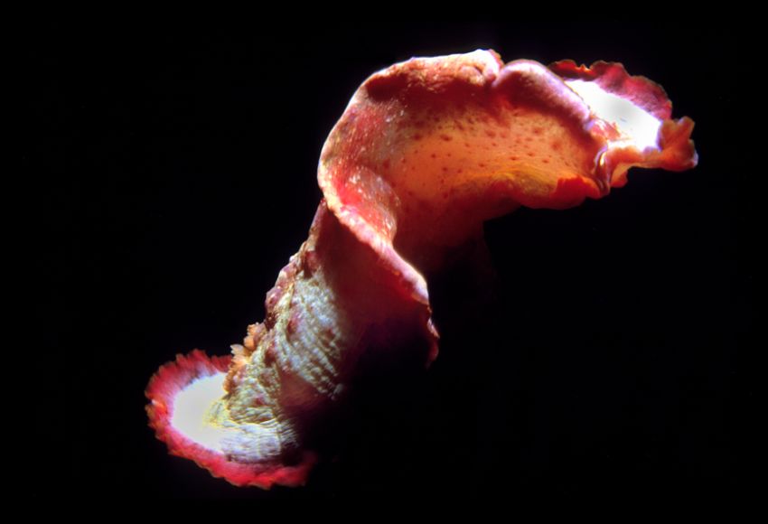 Spanish Dancer 2
