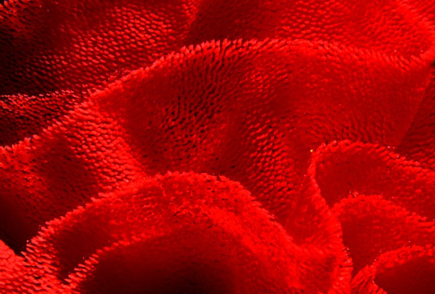 Spanish Dancer Eggs