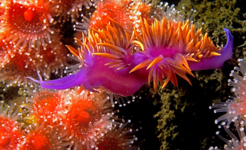 Spanish Shawl