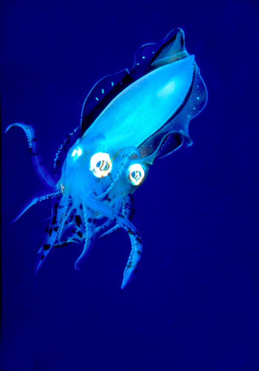 Squid Mating