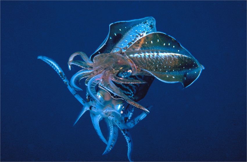 Squid Mating Dance
