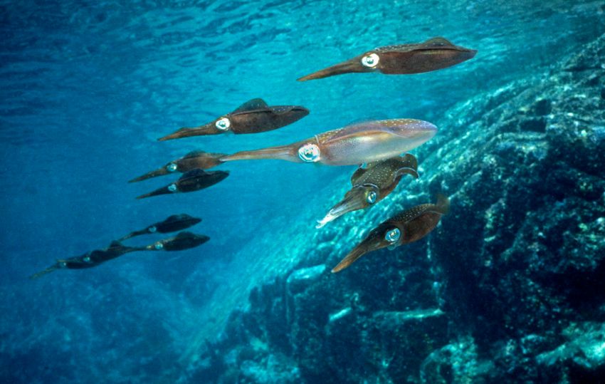 Squid School