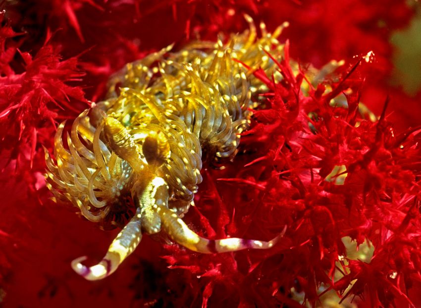 Stinging Nudibranch