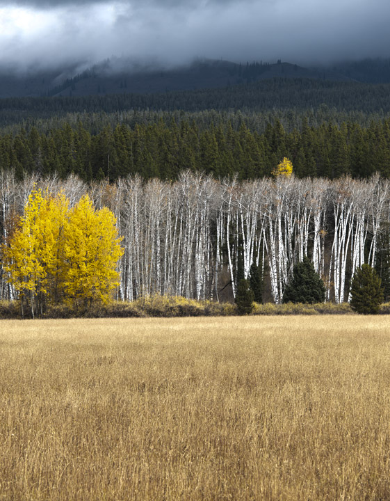 Fields Of Colors Before Storm, Tetons National Park